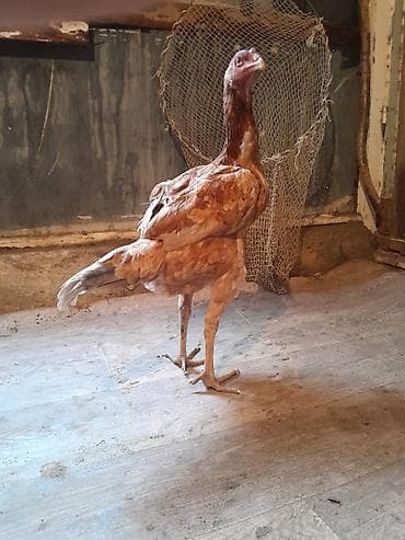 sumatra toyuq: Sarı kül quyruq kül qened feredi mayn 2 si cixiblar real alıcilar — 3