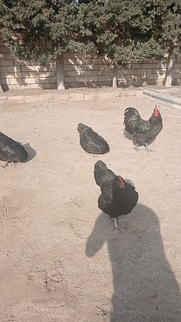 Yemlər: Toyuq, Australorp, Yumurtalıq, Ünvandan götürmə — 9
