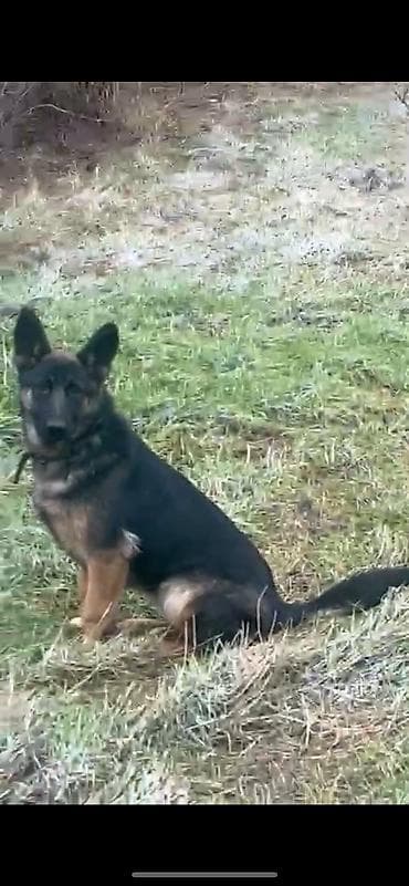 Pişiklər: Alman çoban iti, 5 ay, Dişi — 1