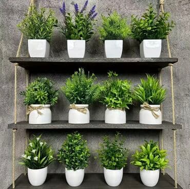 dekarativ guller: 🌸 İstədiyiniz dibçəyi, istədiyiniz ölçüdə yığırıq! 🏡 Evlər, ofislər — 1