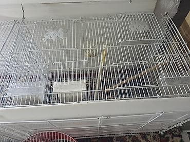 danşan quş: Salam uzunu 60 Eni 40 Arakesmeli qefesler 2eded var bir ededi 30m 2si — 1