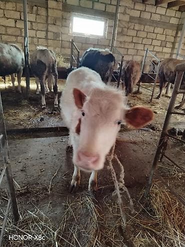 arı satışı 2024: 20 bas maldi tek tekde sarilir balali ineyler erkey didi damazliq — 2