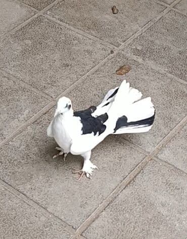 göyərçin yuvaları: 19 tük orta cırıq quyruq əfqanka erkək satılır. Şar oynaqdı. 1 ay olar — 3