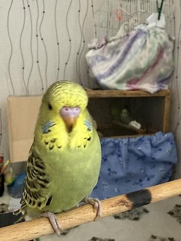 quş yuvaları: Təmiz qan çex quşlardir ve iri quşlardır
 biri 25 manat — 5