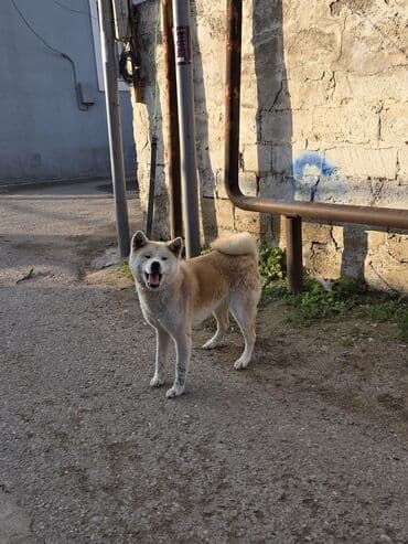 alman avcarkasi satilir: Akita-inu, 9 ay, Dişi — 4