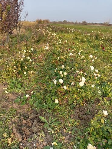 Букетные цветы: Gül kolları – müxtəlif rəng və sortlar - Qırmızı, sarı-çəhrayı uclu — 5