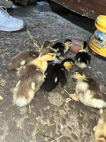 Atlar: Dişi, | Lal ördək, Ətlik, Ünvandan götürmə — 3