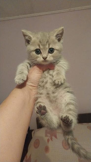 lalafo pisik: Britan — 7