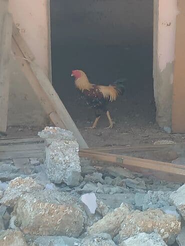 xoruzun nece rengi var: Xoruz, il: 2, Ünvandan götürmə — 1