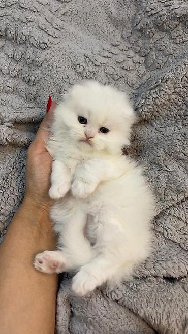 тап аз кошки: Шотландская длинношерстная — 2