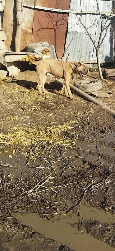 Balıqlar: Məhsul: İt (iri cüssəli, qısa tüklü, qəhvəyi rəng) Təsvir: - Güclü — 3