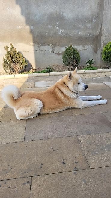 собака звонок: Акита-ину — 9