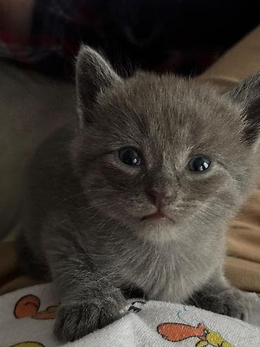 Böyük qulaqcıqlı, mavi-göy gözlü balaca pişiklər - Növ: ev — 5