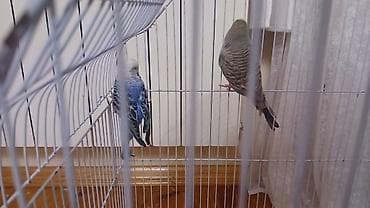 heyvanlar: Məhsul: Dalmatin naxışlı dalğalı papuqay cütü (seçmə rənglər) və qəfəs — 3