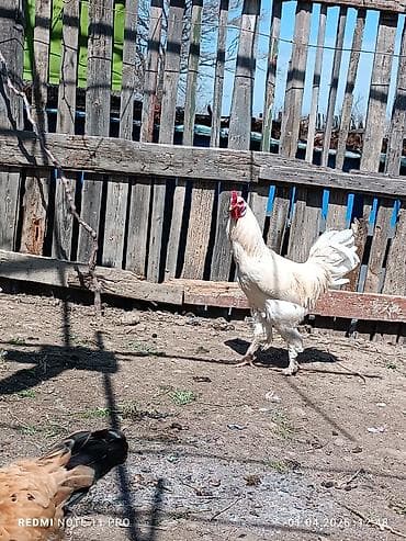 mayali yumurta satisi: 10 aylig sağlam və aktiv xoruzddu Sağlamdır öz heyətin gusudur Qiyməti — 4