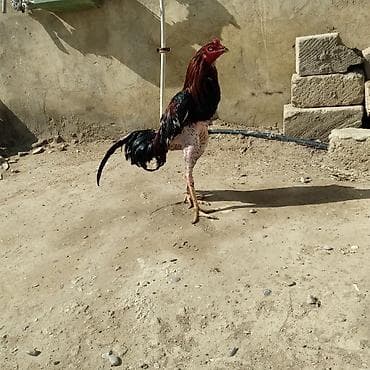 cins xoruzlar: Meydanliq becedi uc klo uc yuzdu cinsi qani olan heyvandi isdeyen tay — 2