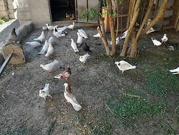 sumqayit goyercin: Məhsul: Ev göyərçinləri (dekorativ/uçuş üçün müxtəlif cins və rənglər) — 2