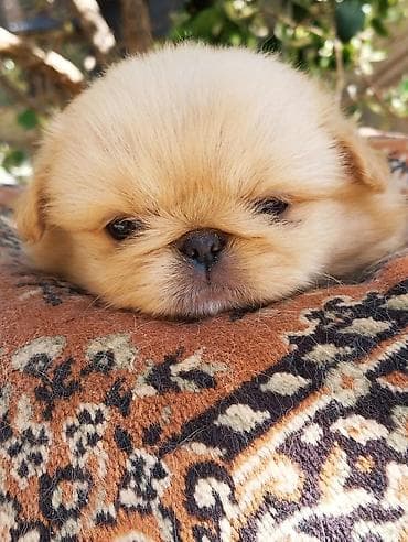 ov iti satisi: Pekines — 5