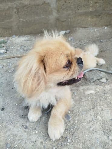 ev itləri ucuz: Pekines — 1