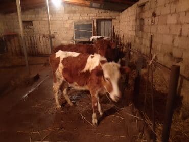 Dana, buzov, Dişi, Simental, ay: 6, Damazlıq