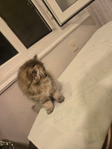 xaski it satisi: Şinşilla — 3