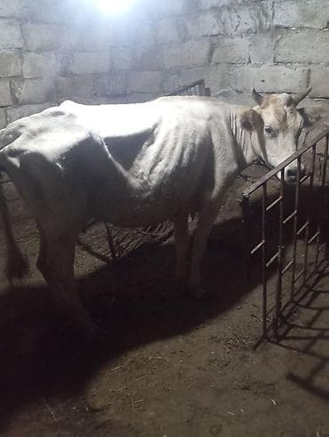 pitbull tap az: Dişi, il: 2, 220 kq, Südlük, Damazlıq — 3