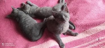 boyumeyen pisik: Rus mavi — 4