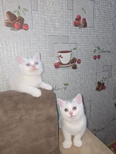 котята в баку бесплатно: Самка, Платная доставка — 2