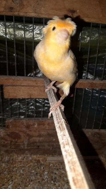 Соловьи: Cute hazir qizqin mayadi bidefe bala alinib erkey ucubdu tekti deye — 7