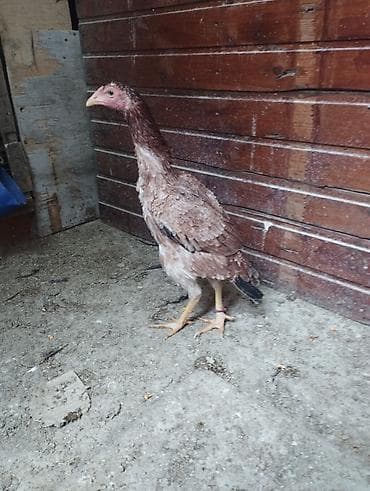 bengal pisik satilir: Toyuq, Damazlıq — 1