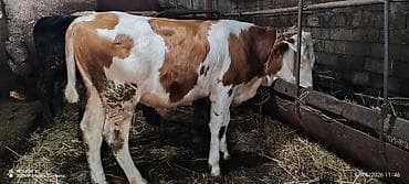 xudat heyvan satışı: 7 aylıq saf qan simmental erkək. Dana ətliyə satılmır təqribən 300 kq — 1