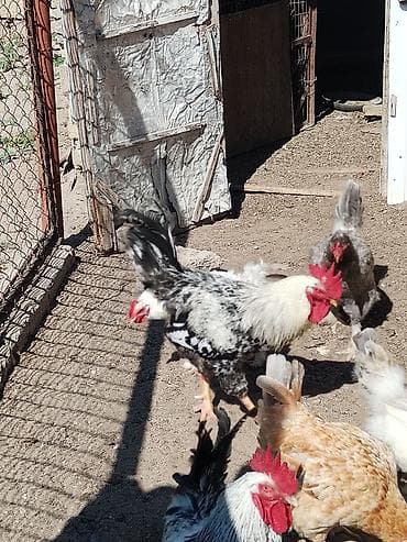 heyreti xoruzu: Məhsul: Ayaqları tüklü xoruzlar (fotoşəkillərdə görünən müxtəlif — 8