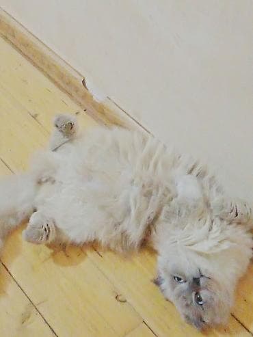 pişik balasi: Şotland yastı qulaq, Erkək — 2