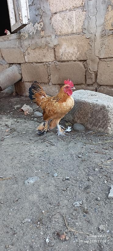 lalafo az heyvanlar: Toyuq, Damazlıq — 5