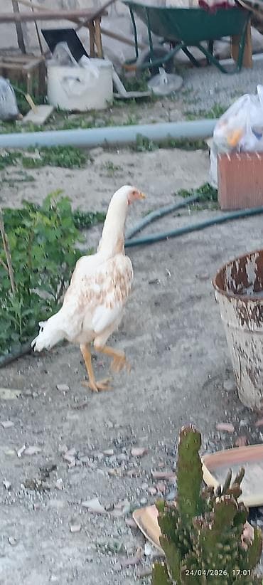 it satilir ucuz: Toyuq, Damazlıq — 3