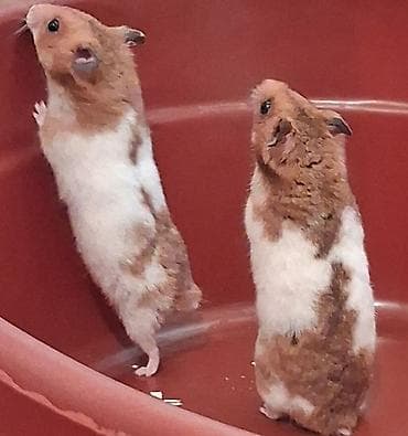 bala doşan: Növ: Suriyalı hamsterlər (qısa tüklü) Rəng: Ağ-qəhvəyi, ləkəli naxış — 1