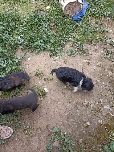 çin bıldırcını: Zvonok, 1 ay — 2