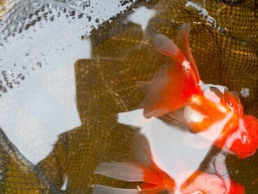 купить аквариум в баку: Oranda 2 quyruq qiyməti 2 manat 4 quyruq qiyməti 3 manat. Ünvan — 7