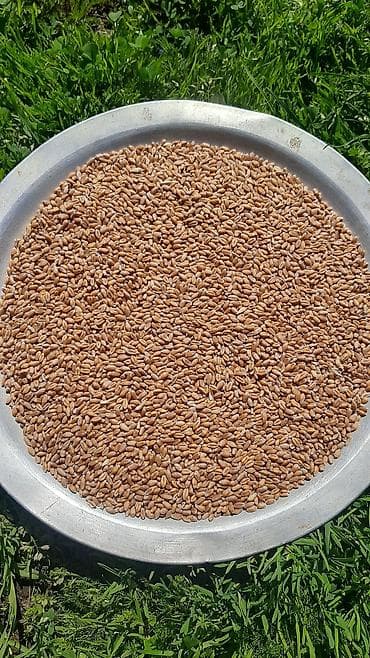 Məhsul: Buğda,arpa dənləri (toxum və ərzaq üçün uyğundur) Çəki: 5 ton