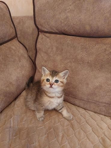 sari pisik sekilleri: Britan, Yaxşı əllərə — 4