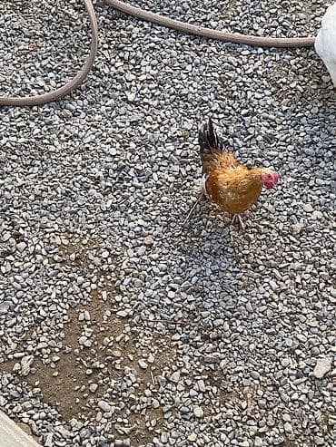avstrolop xoruz: Yaponka xoruz 🐓 1 ədəd damazlıq sahiblenidirilir — 2