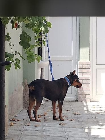 qara mal: Doberman, 1 il, Dişi, Peyvəndli, Ünvandan götürmə, Ödənişli çatdırılma — 4