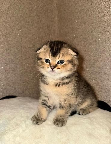 Şinşilla, Dişi, Yaxşı əllərə, Ödənişli çatdırılma
