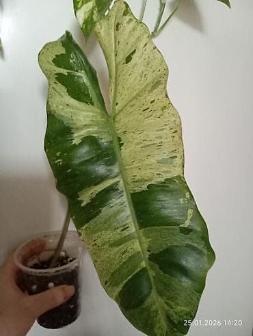 Nadir dekorativ otaq bitkisi – filodendron - Növ: filodendron