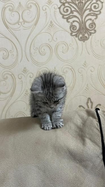 sahibləndirmə: Tabbi, Yaxşı əllərə — 4