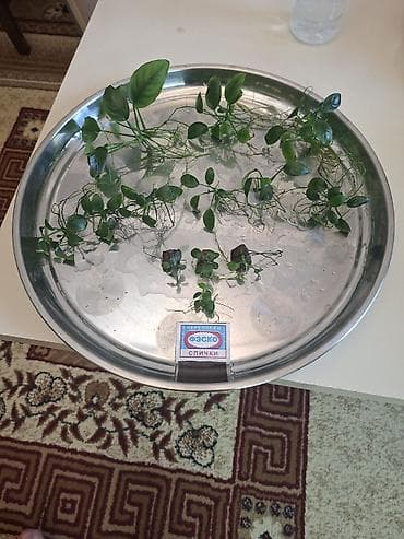 agac az: Akvaryum bitkiləri dəsti - Nümunələr: Anubias növləri (kiçik yarpaqlı — 1