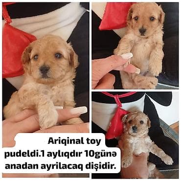 qara mal: Pudel, 1 ay, Dişi — 1
