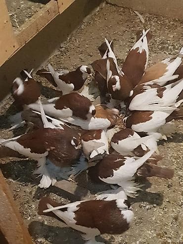 pişik yem qabı: Pişiklər — 7