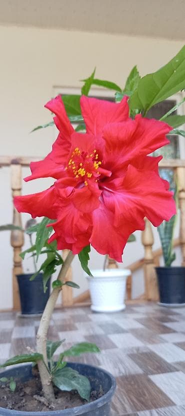 nokia yarpaq: Qırmızı hibiskus (Çin qızılgülü) – dibçək bitkisi - Növ: Hibiscus — 2