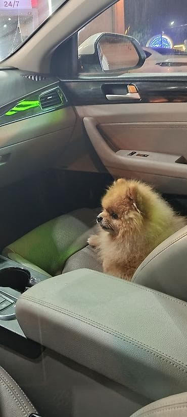 qoyun yemi: Şpitz, 5 il, Cütləşmə üçün — 1